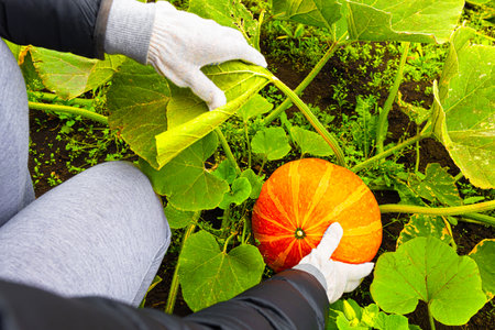 farmer holding a ripe pumpkin in his hands. growing pumpkins in the garden. Halloween pumpkinの写真素材
