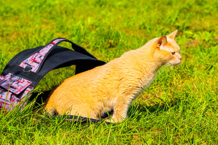 ginger cat climbs out of cat carrier. cat comes out of carrier. let the cat out for a walk.の写真素材
