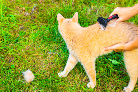 man combing hair from a domestic cat. grooming for a cat. brushing a cat with a furminator. High quality photoの写真素材