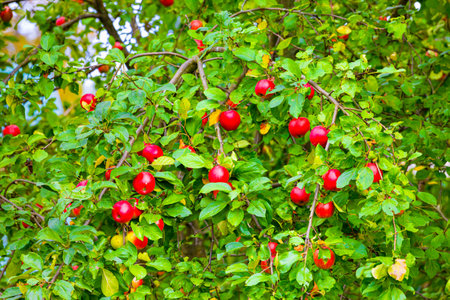 beautiful red apple on a tree branch. apples on a tree in the gardenの写真素材