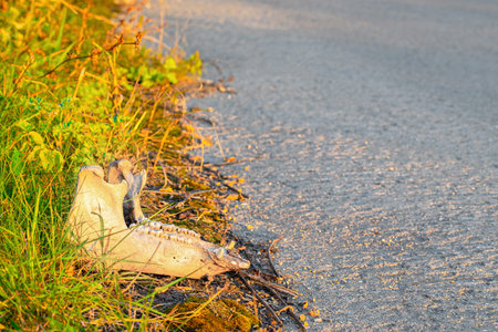 lower jaw of a cattle lying on the side of the road. animal skull lies on the road. animal remains. High quality photoの写真素材