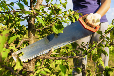 a man cuts down a branch on a tree with a saw. man cutting down a tree in the garden. High quality...