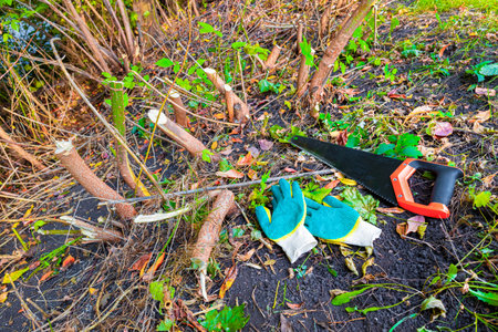 a wood hacksaw lies near a cut tree. cutting down trees in the garden. High quality photo
