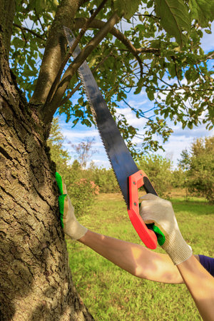 a man cuts down a branch on a tree with a saw. man cutting down a tree in the garden. High quality...