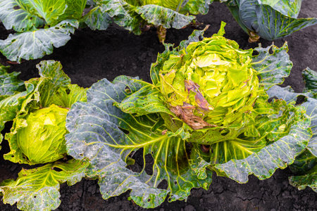 a head of cabbage in a garden bed damaged by insect pests. insect pests in the gardenの写真素材