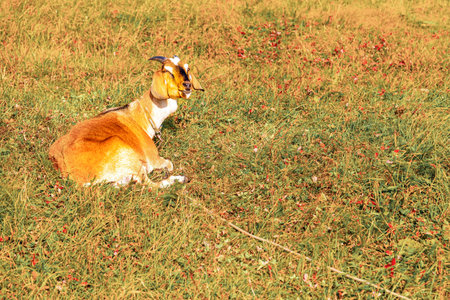 beautiful goat on a leash lies on the grass. goat lies on the grass in the fieldの写真素材
