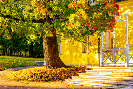 tree with autumn leaves in the yard of the house. autumn leaves on a tree. autumn mapleの写真素材