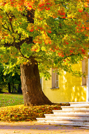 tree with autumn leaves in the yard of the house. autumn leaves on a tree. autumn maple. High quality photoの写真素材