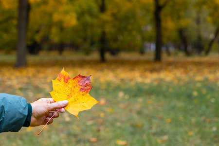female hand holding autumn maple leaf in the park. autumn background on which a woman holds a maple leafの写真素材
