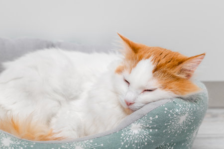 white cat with red spots sleeps in a bed. cat sleeps in a bed. soft bed for catの写真素材