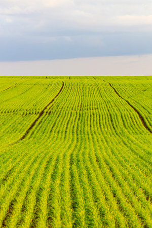 field with young wheat sprouts, shot with shallow depth of field. winter wheat close-up shot. young wheat sprout. field with green grass. High quality photoの写真素材