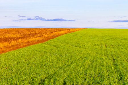 view of a field sun with winter crops. High quality photoの写真素材