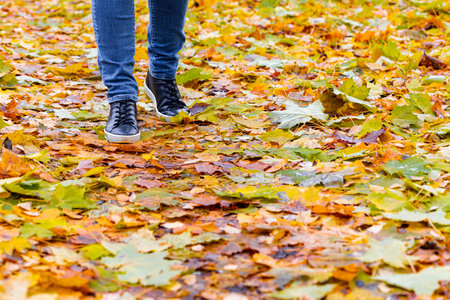 a man walks through yellow foliage in the park. foot steps on autumn leaves. walk in the autumn park. High quality photoの写真素材