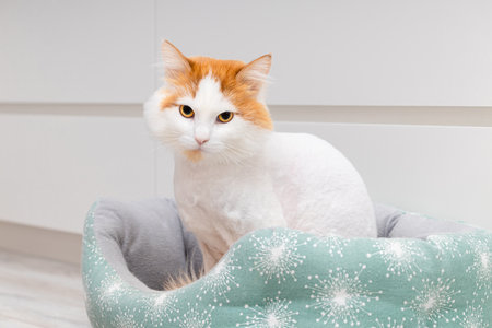 a white cat with red spots sits in a bed. trimmed cat sitting in a bed. beautiful cat in a bed. shaved catの写真素材