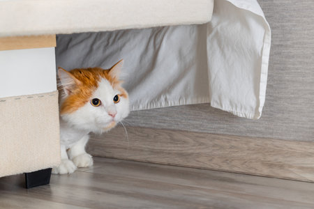 domestic cat hides from people under the bed. cat hiding under the sofa. cat plays hide and seekの写真素材