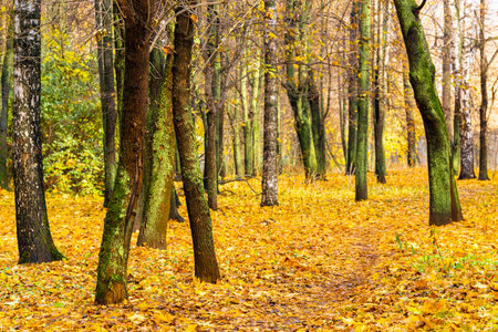 path in an autumn park strewn with yellow leaves. path in autumn parkの写真素材