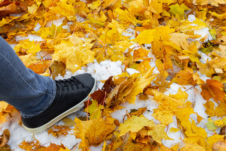 a man walks through the first snow strewn with yellow leaves. foot steps on autumn leaves. first snow in autumn. close upの写真素材