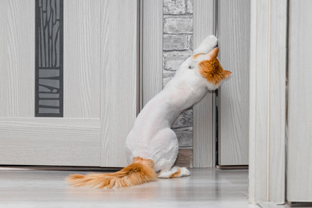 the cat wants to get into the room. the cat opens the door of the room. cat after grooming. shaved cat High quality photoの写真素材