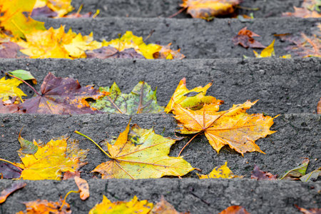 autumn leaves lie on the stone steps of the stairs. yellow leaves on stone steps. close upの写真素材
