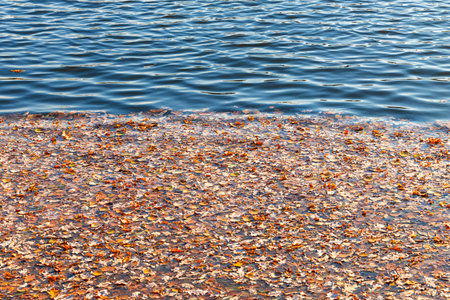 various autumn leaves on the water surface. autumn leaves on the water. background of leaves on water. High quality photoの写真素材