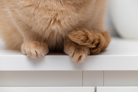cat sits on the edge of the table, close-up. cat paws close up. cat sitting on a white dresserの写真素材