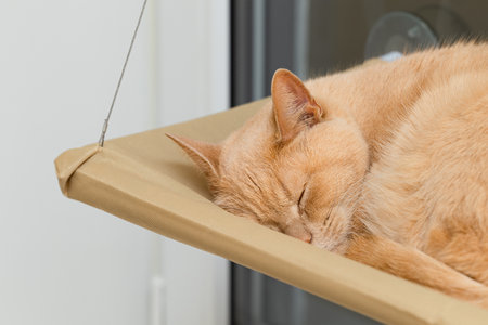 cat sleeps in a hanging bed, shot close-up. cat sleeps in a hammock. High quality photoの写真素材