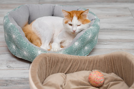 the cat is sad after the death of a friend. death of a cat. pet death. death of a friend. the cat remembers his dead friend. High quality photoの写真素材