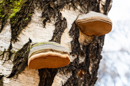 tinder fungus growing on a tree trunk. natural wood mushroom. mushroom growing on a birch tree
