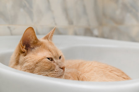 beige cat lies in a white sink. cat lies in the bath. cat in the bathroom.の写真素材