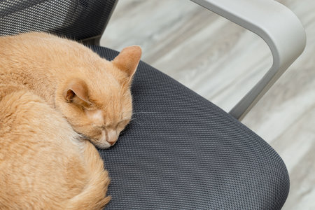 domestic cat lies on an office chair. cat lies on a computer chair. close upの写真素材