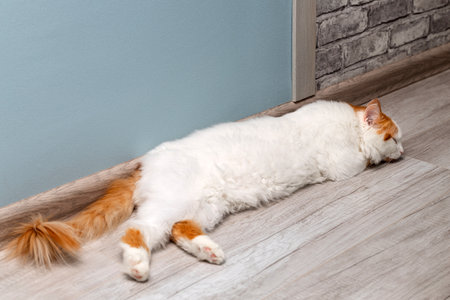 domestic cat lies stretched out on the floor. the cat lies in a funny pose. cat sleeps lying on the floor at home. High quality photoの写真素材