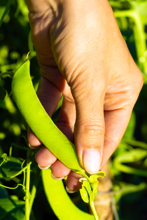 a man plucks a pea pod from a branch. fresh green peas. growing green peas. vertical photo