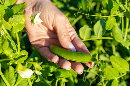 a man plucks a pea pod from a branch. fresh green peas.