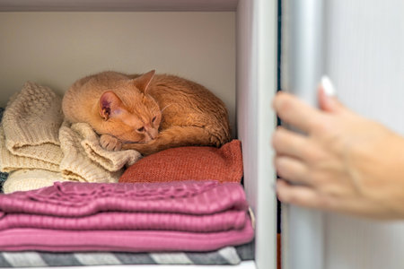 a man opens a closet containing a cat. ginger cat lies hidden in the closet. the cat hide from people in the closet. a man opens a closet containing a cat.の写真素材