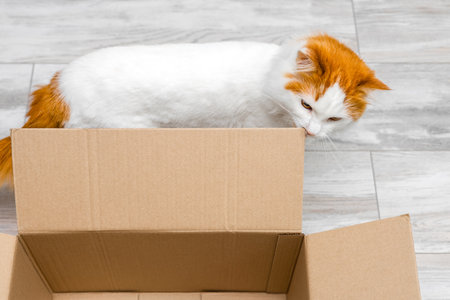 white cat sniffs an empty cardboard box. cat box. cats love to hide in empty boxes
