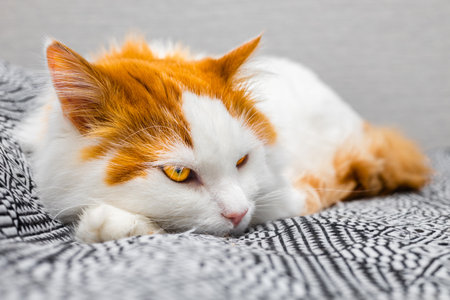 white cat with red spots lies on the bed. the cat lies on the bed in a funny pose. domestic cat.