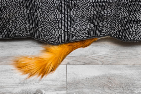 a cat's red tail sticks out from under the bed. the cat hide under the bed. red cat tail