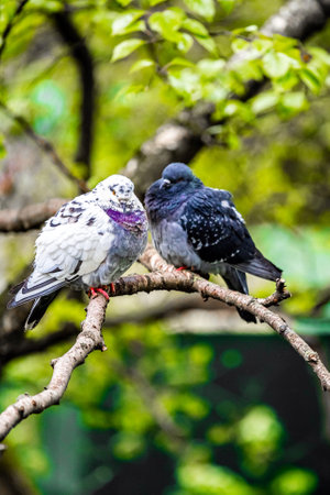 colorful dove sitting on a tree branch, vertical photo. white dove with gray breast. mating season for pigeons. love relationships among birdsの写真素材