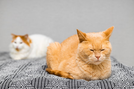 red cat with red spots lies on the bed. two cats lying on the bed. two cats in the house.の写真素材