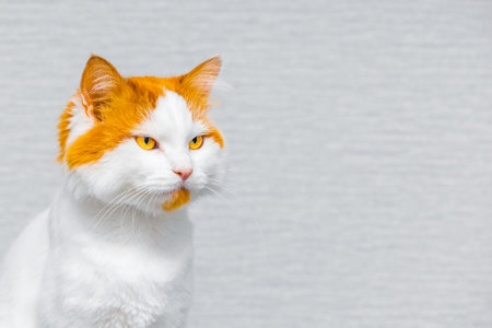 cat with an aggressive look, on a gray background. cat with red spots. white cat isolated on gray background. cat emotionsの写真素材