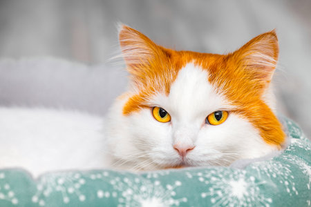 white cat with red spots lies in a bed, close-up. cat with a red head in a bed. cat bed High quality...