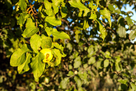 apple on a tree branch damaged by scab. Apple scab is a disease and damage to the leaves and fruits...