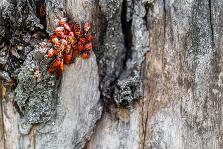 red bugs sit on the bark of a tree. soldier bug on a tree trunk. red bug infestation. place for...