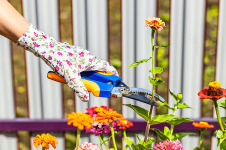 woman wearing gardening gloves cutting dried zinnia flower. growing and caring for zinnia flowers. man trimming zinnia flower in garden. growing zinnias in the gardenの写真素材