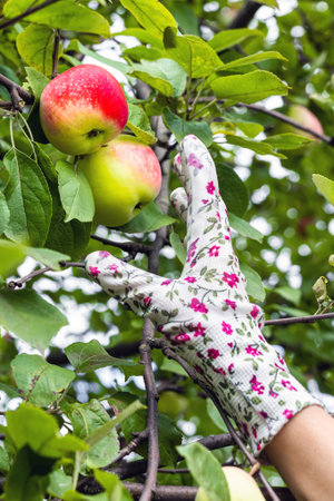 a man wearing gardening gloves picks an apple from a tree. a gloved hand picks an apple from a...