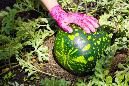 a man harvests watermelons in a melon field. farmer in gardening gloves harvesting watermelons. growing watermelon. watermelon harvestの写真素材