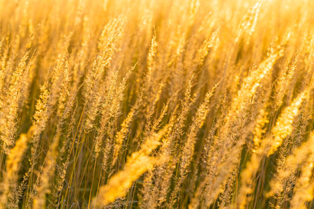 feather grass in the sun, photographed with shallow depth of field. field with feather grass....