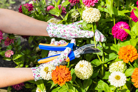 man wearing gardening gloves cutting zinnia flower with scissors. garden shears cutting the stem of...