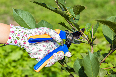 woman in gardening gloves cutting dry branch with scissors. a gloved hand holds scissors with which it cuts a branch. tree care in the garden. pruning dry tree branches. High quality photoの写真素材