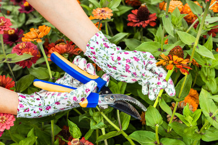 woman wearing gardening gloves cutting dried zinnia flower. growing and caring for zinnia flowers. dried zinnia flower. High quality photoの写真素材